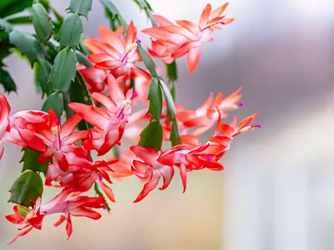 Jak podlewać grudnik w grudniu