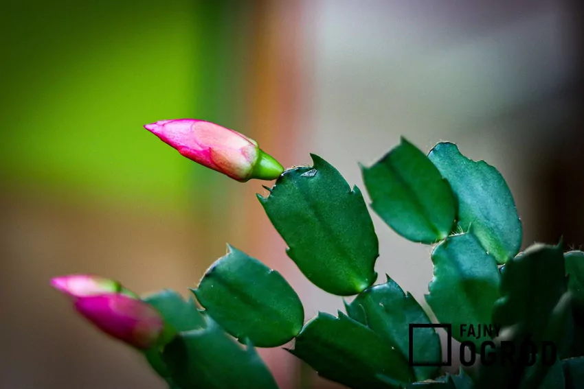 Herbata to skuteczny naturalny nawóz pobudzający grudnika do kwitnienia Pączek grudnika