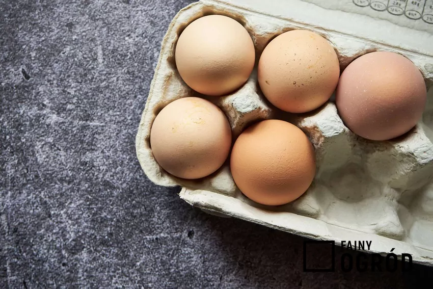 Jajka w pudełku