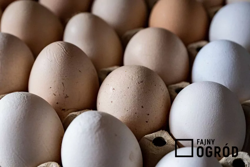 Jajka w wytłaczance