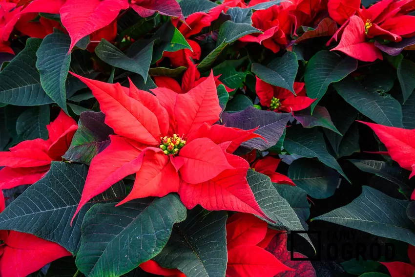 Ozdobę rośliny stanowią nie małe i niepozorne kwiaty, ale jaskrawe i duże przysadki