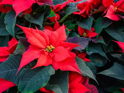 Wilczomlecz nadobny w uprawie