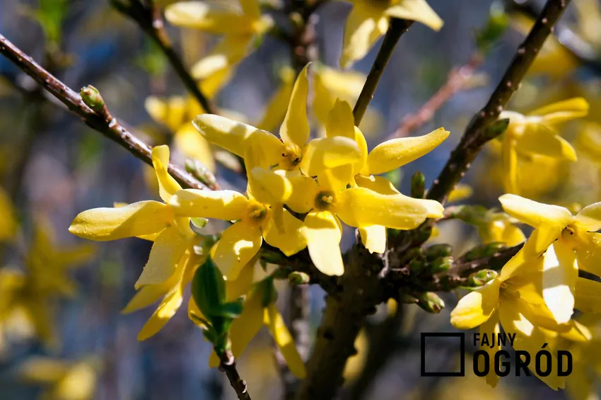 Dzwonkowate kwiaty forsycji mają zwykle cztery płatki i około 30 mm średnicy Kwiaty forsycji rozwijająsię prawie na całej długości pędów zeszłorocznych i starszych