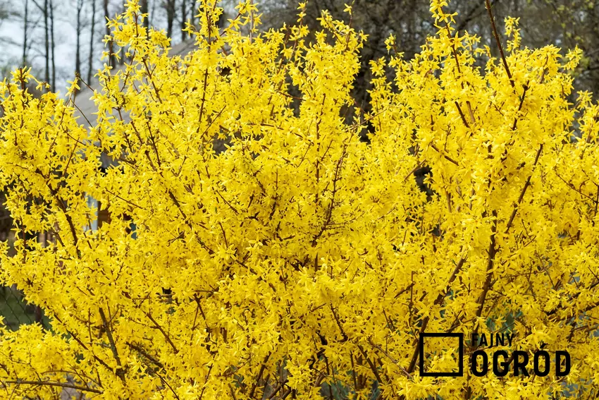 Obsypany żółtymi kwiatami krzew forsycji zwiastuje wiosnę Bujnie kwitnące forsycje są niestety bezużyteczne dla owadów