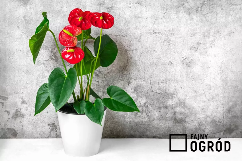 • Domowy nawóz z mąki ryżowej przygotujesz z jednej łyżki mąki wymieszanej w litrze wody Czerwone kwiaty anturium