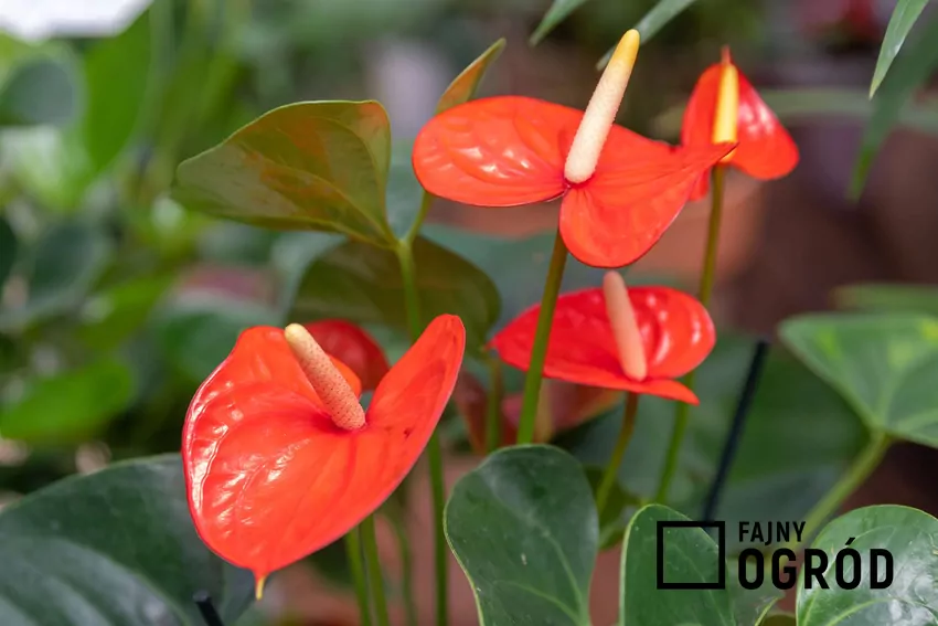 Anturium może kwitnąć w każdym momencie roku, potrzebuje tylko odpowiedniej pielęgnacji Kwiat anturium w doniczce