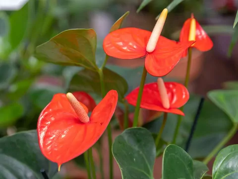 Domowa odżywka do anturium