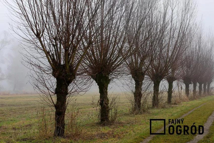 Szybkorosnąca wierzba to tanie i ekologiczne paliwo do domowych pieców Wierzby