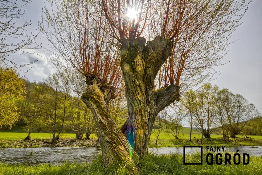 Plantacja wierzby energetycznej – odnawialne źródło biomasy z polskich pól Wierzba