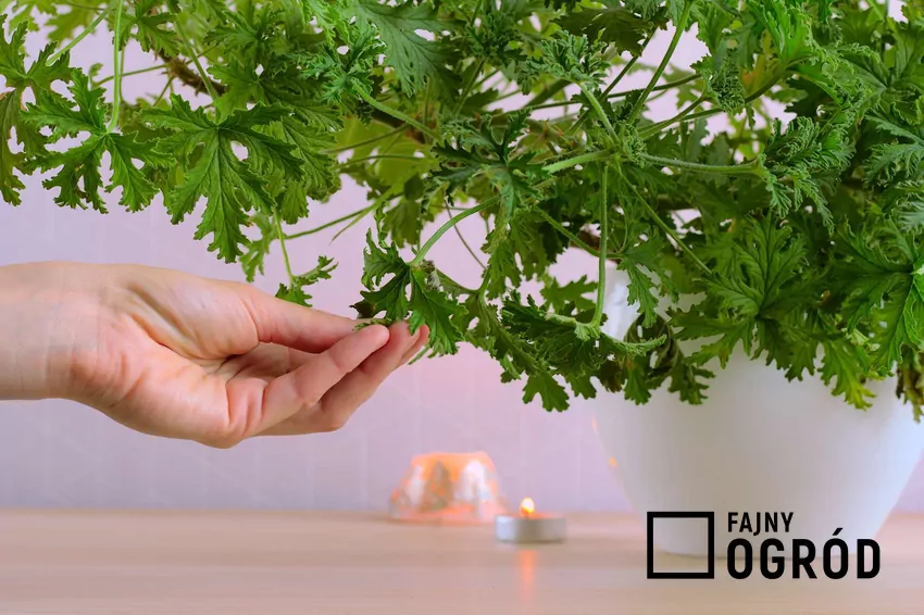 Geranium w doniczce i dłoń rozcierająca liście