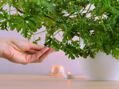 Kwitnienie anginki w doniczce