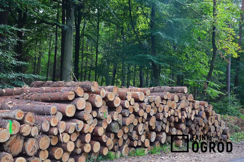 Drewno metrowe wymaga wiele pracy przed paleniem Kubiki pociętego drewna