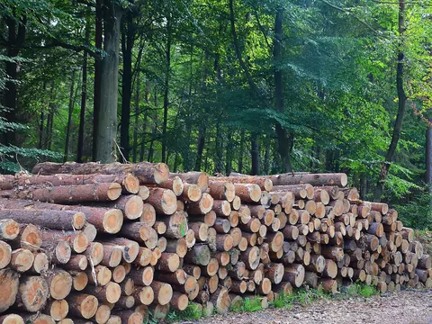 Czy zakup drewna metrowego się opłaca?