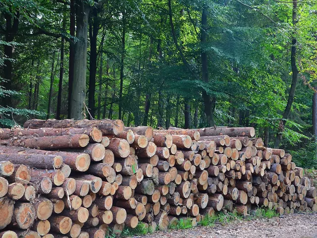 Czy zakup drewna metrowego się opłaca?