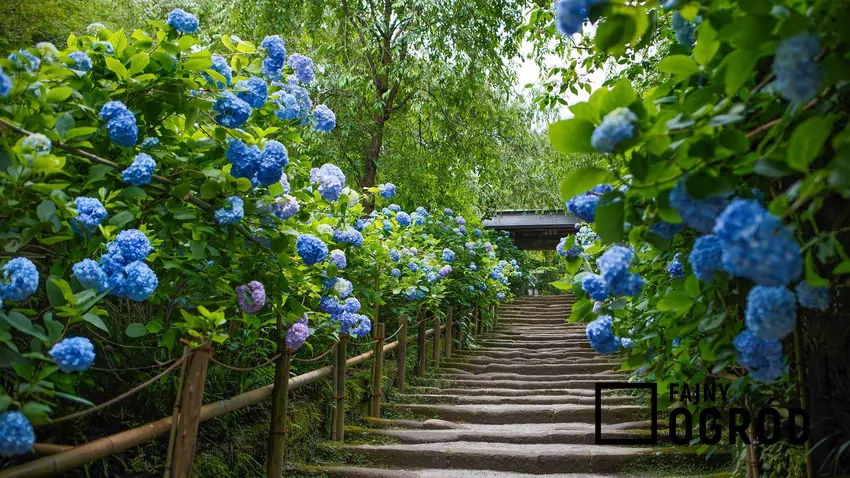 Niebieski kolor hortensji świadczy o kwaśnym podłożu Niska wartość wskaźnika pH gleby zapewnia niebieski kolor hortensji