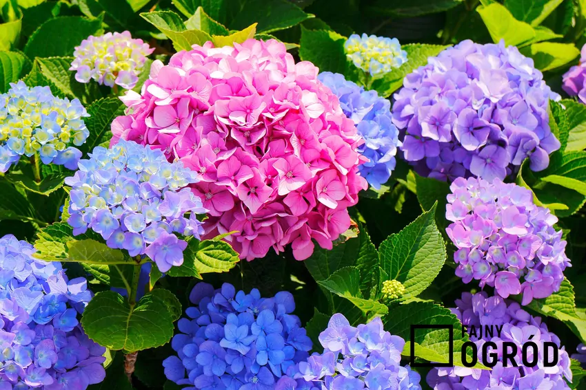 Różowy lub niebieski kolor kwiatów hortensji zależy od kwasowości podłoża Zmieniając wartość pH gleby, można zmieniać kolor horyensji