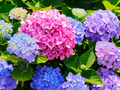 Hortensje w ogrodzie