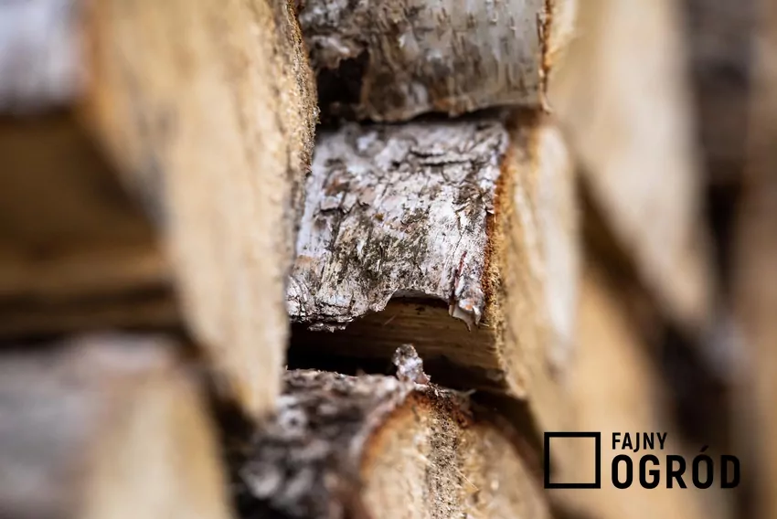 Niestety, mimo licznych zalet, brzoza ma jedną istotną wadę, która może obniżyć efektywność jej wykorzystania Drewno z brzozy