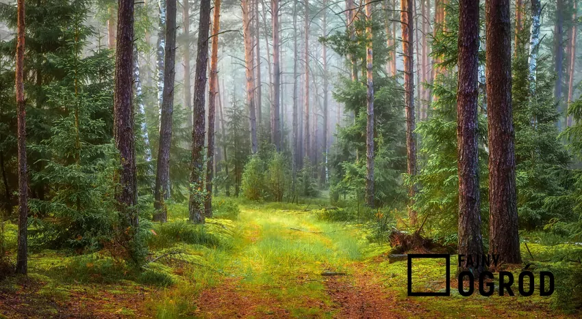 Zapach spalanej brzozy jest słodkawy i według wielu osób przypomina naturalny aromat lasu Las