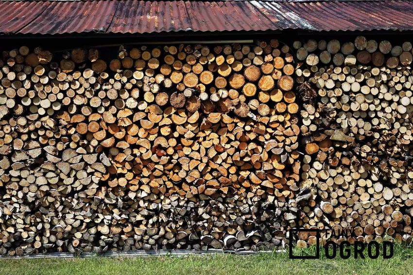 Szybki proces suszenia brzozy wynika z porowatej struktury drewna i jego naturalnej wilgotności, która efektywnie maleje w przewiewnych warunkach Sezonowanie i przechowywanie drewna opałowego