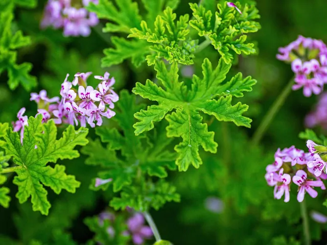 Geranium i jego właściwości
