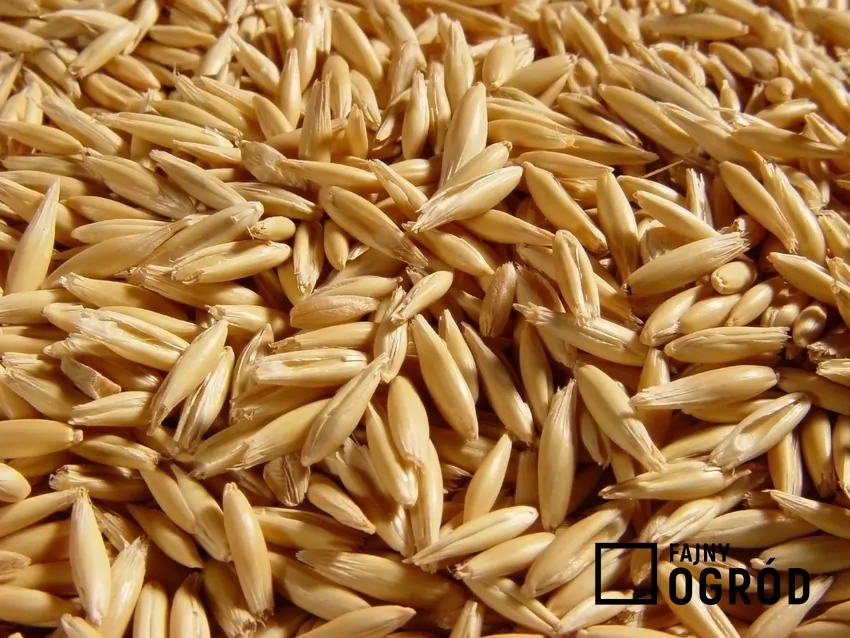 Ziarna zbóż w niektórych przypadkach mogą zastąpić pellet drzewny ziarna zbóż