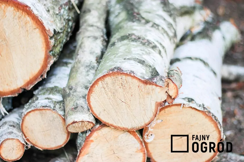 Brzoza jest popularnym rodzajem drewna kominkowego o wysokiej wartości opałowej Kora brzozowa może być wykorzystywana do rozpalania ognia w kominku