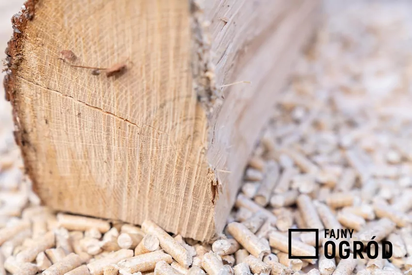 Kolor pelletu może zależeć od drewna z jakiego został zrobiony. Ważne, żeby był to jednolity kolor drewna. porównanie drewna i pelletu