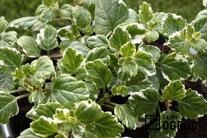 Sadzonki komarzycy ukorzeniają się w wodzie już po około tygodniu Komarzyca plekantus w doniczce