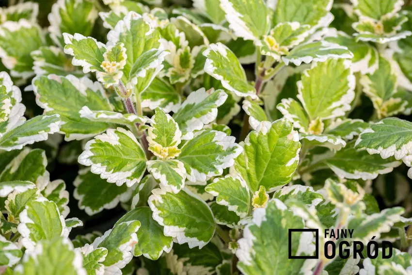 Komarzyca zaczyna marnieć, gdy temperatura spada poniżej 10°C Komarzyca w doniczce