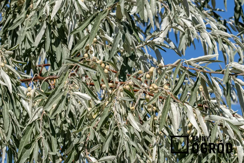 Oliwnik wąskolistny doskonale znosi suszę, smog i zasolenie podłoża Krzew oliwnik w ogrodzie