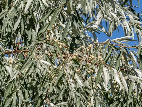 Oliwniki srebrzyste w ogrodzie