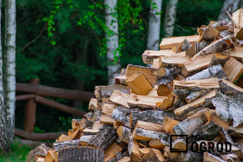 Porównanie kaloryczności olchy, grabu i buku – różnice wpływają na efektywność ogrzewania Porąbane drewno
