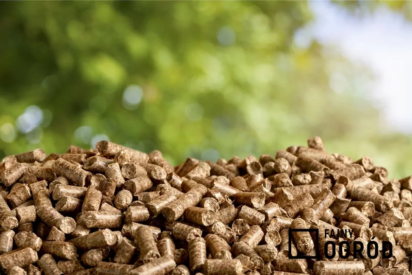 Zbrylowany pellet to efekt zbyt wilgotnego lub źle wentylowanego składowania Pellet na słońcu