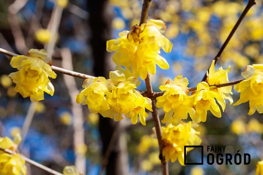 Żółte kwiaty zimokwiatu wydzielają intensywny cytrusowo-korzenny zapach Żółte kwiaty zimokwiatu