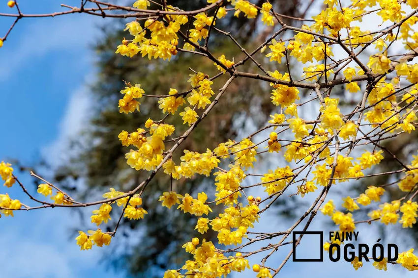 Zimokwiat wczesny kwitnie od początku zimy do lutego Kwitnący zimokwiat