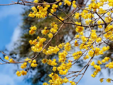 Zimokwiat w ogrodzie