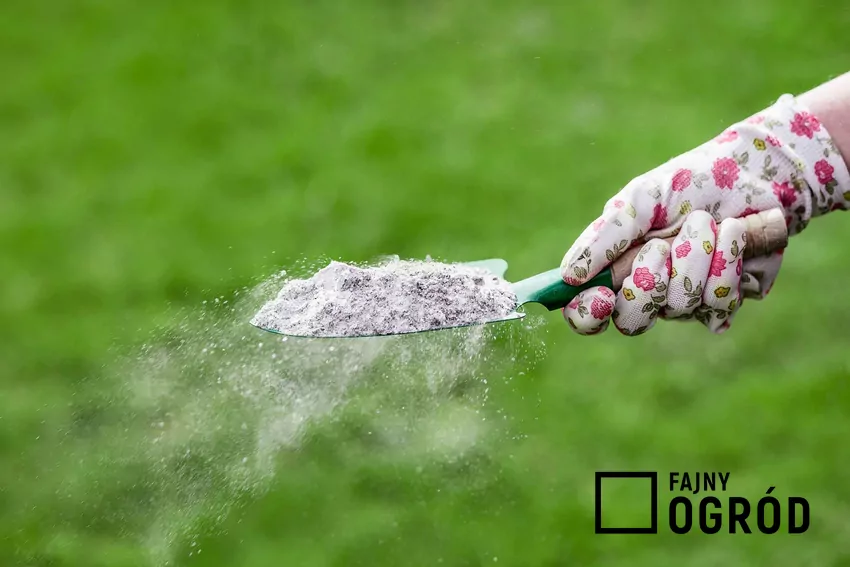 Popiół można stosować pod rośliny preferujące podłoże obojętne lub lekko zasadowe Wysiewanie popiołu na trawniku