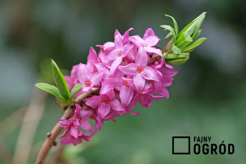 Różowe kwiaty wawrzynka tworzą często barwne akcenty na tle resztek śniegu