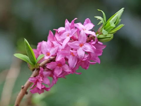 Wawrzynek w ogrodzie