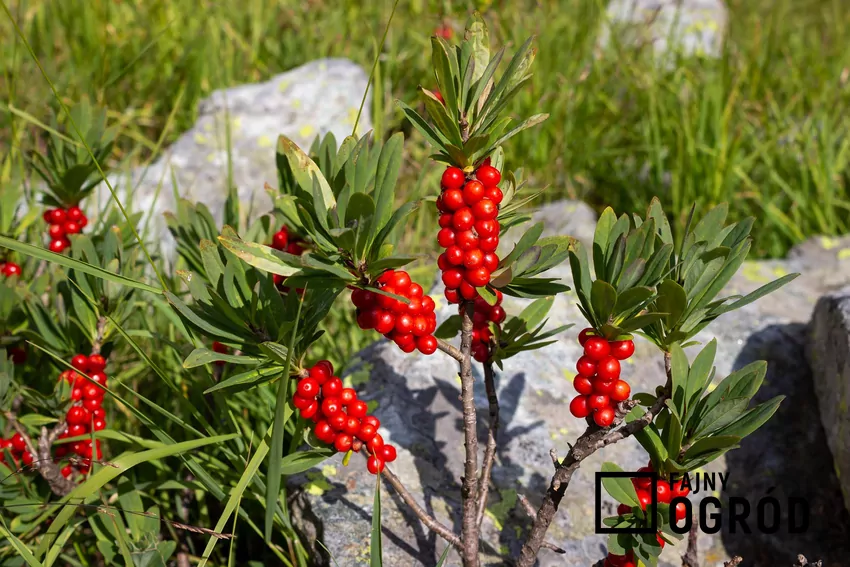 Wawrzynek jest silnie trujący, a szczególnie jego kora i owoce