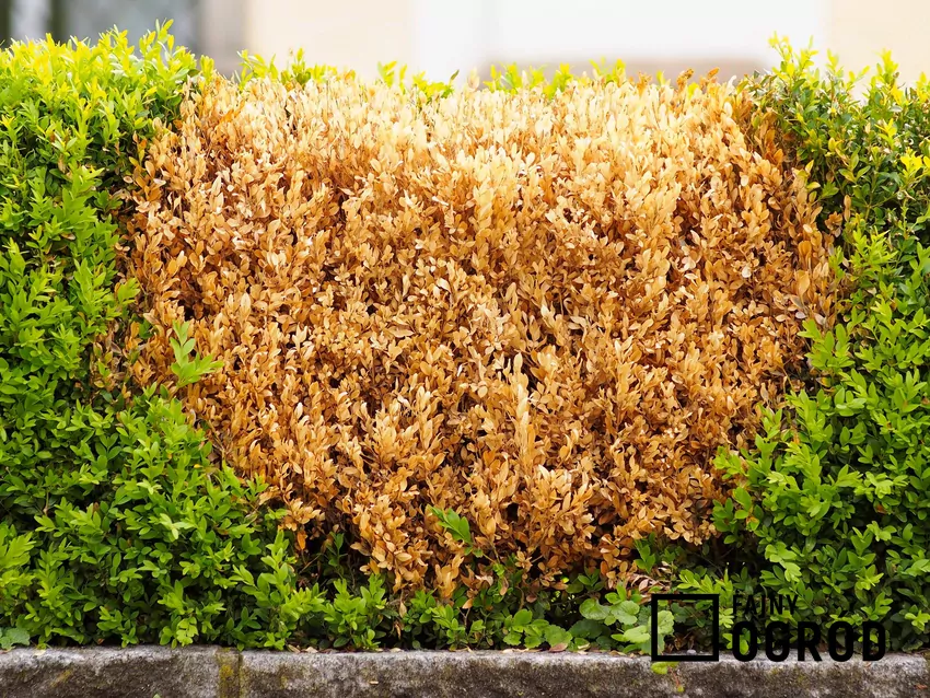 Regularna obserwacja krzewów pozwala wykryć w porę ewentualne zagrożenia