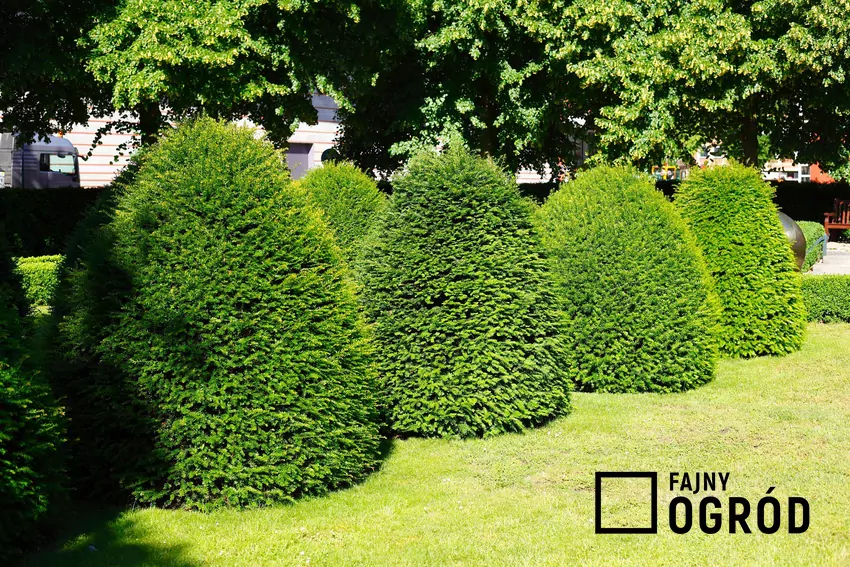 Zimozielone liście bukszpanu odparowują wilgoć również zimą