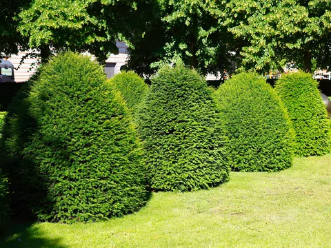 Choroby liści bukszpanu