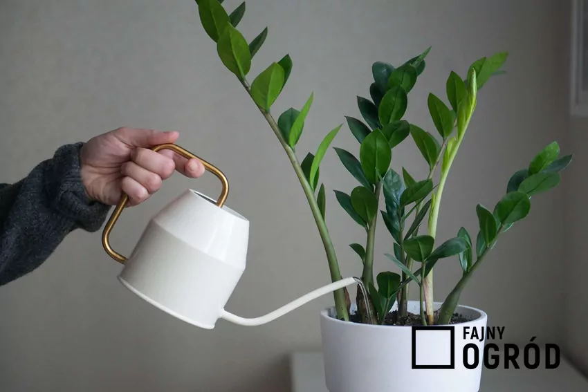 Podlewanie zamiokulkasa