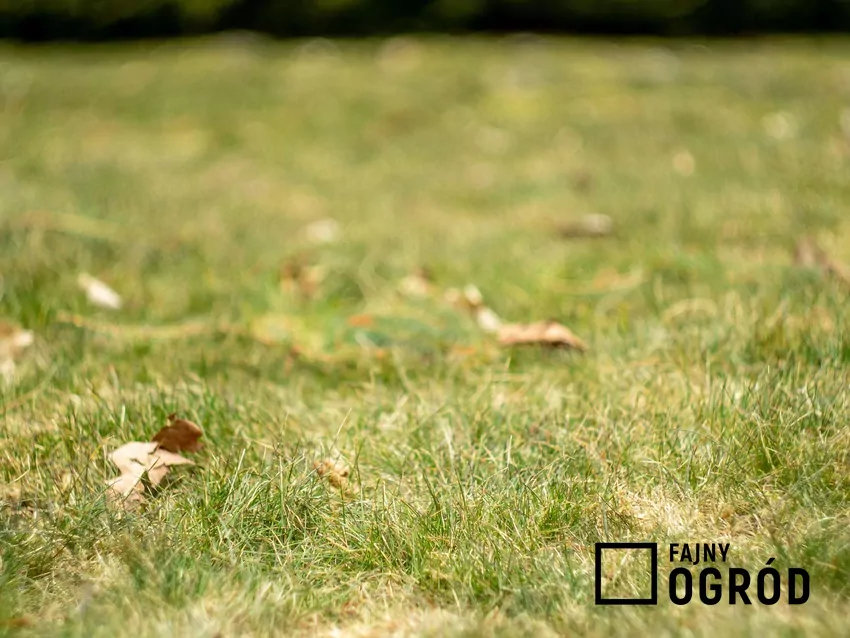 Zniszczony trawnik w ogrodzie jesienią