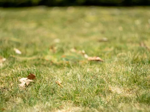 Nawożenie trawnika w grudniu