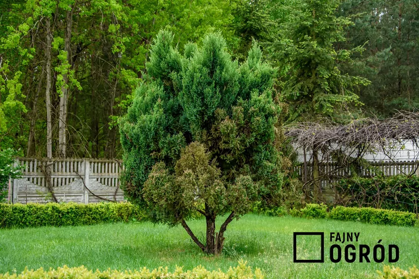 Trawnik w ogrodzie jesienią