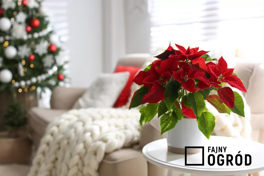 Efektowne kolory poinsecji nie należą do kwiatów właściwych, ale do specjalnych liści
