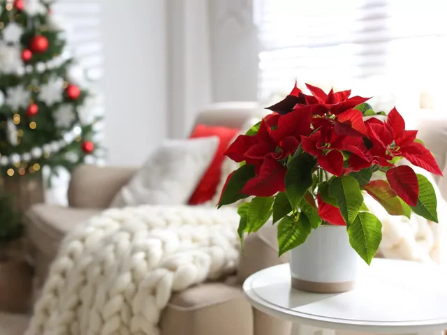 Jak dbać o gwiazdę betlejemską?